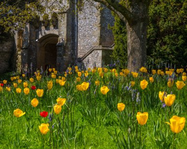 Sussex, İngiltere - 29 Nisan 2023: Arundel, Batı Sussex 'teki tarihi Arundel Kalesi' ndeki bahçelerdeki güzel laleler.