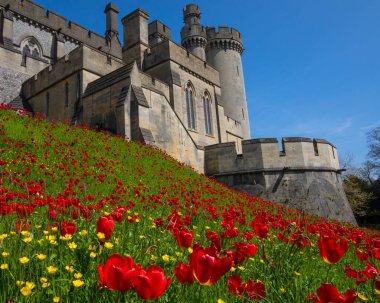 Sussex, İngiltere - 29 Nisan 2023: Arundel, Batı Sussex 'teki tarihi Arundel Kalesinde Güzel Laleler ve Düğünçiçekleri.