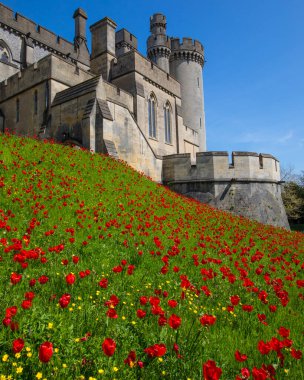 Sussex, İngiltere - 29 Nisan 2023: Arundel, Batı Sussex 'teki tarihi Arundel Kalesinde Güzel Laleler ve Düğünçiçekleri.