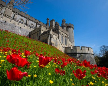 Sussex, İngiltere - 29 Nisan 2023: Arundel, Batı Sussex 'teki tarihi Arundel Kalesinde Güzel Laleler ve Düğünçiçekleri.