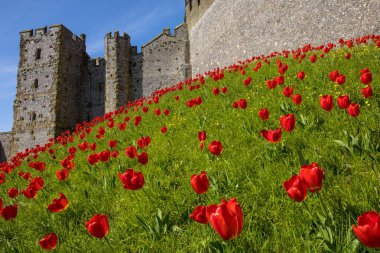Sussex, İngiltere - 29 Nisan 2023: Arundel, Batı Sussex 'teki tarihi Arundel Kalesi' nde güzel kırmızı laleler.