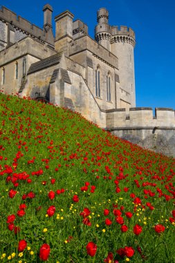 Sussex, İngiltere - 29 Nisan 2023: Arundel, Batı Sussex 'teki tarihi Arundel Kalesinde Güzel Laleler ve Düğünçiçekleri.
