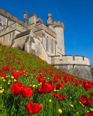 Sussex, İngiltere - 29 Nisan 2023: Arundel, Batı Sussex 'teki tarihi Arundel Kalesinde Güzel Laleler ve Düğünçiçekleri.