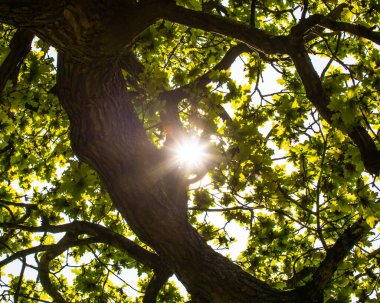 Bir ağaç ve bitki örtüsü ile parlayan güneş ışığı.