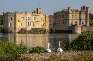 Kent, İngiltere - 9 Eylül 2023: Kuğular Kent, İngiltere 'deki tarihi Leeds Şatosu' nda göl kenarında güneşleniyor.