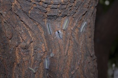 Yumuşak bir tırtıl ağaç gövdesi boyunca sürünür.