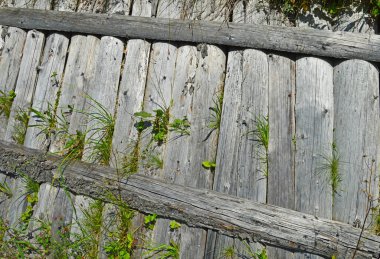 Old wooden fence made of very damaged boards