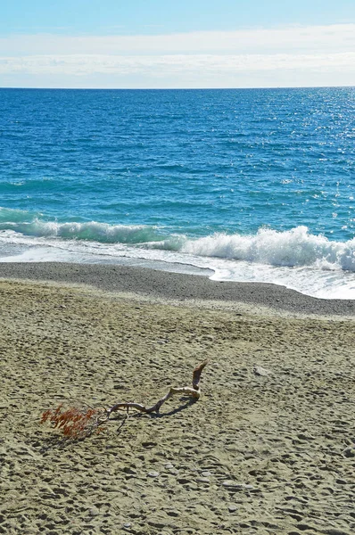 Большая Сухая Ветка Желтыми Листьями Пустынном Пляже Лигурийского Моря Возле — стоковое фото