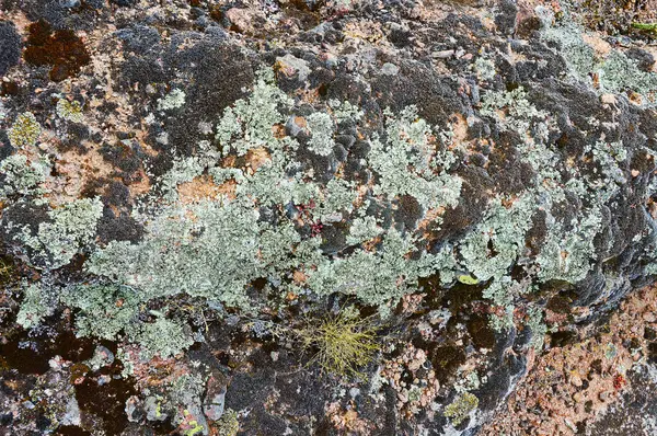 Stenen Täckt Med Färgglada Mossa Och Ogräs — Stockfoto