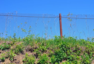 Yabani otların arasındaki metal ağdan yapılmış eski bir çit.