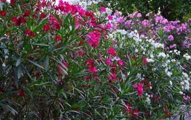 Yaygın zakkum (Nerium oleander), gezegenin subtropikal bölgelerinde yaygın bir çalılıktır. Seçici odak