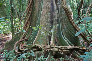 Kosta Rika 'daki Carcovado Ulusal Parkı' nda pamuk ağacı                               