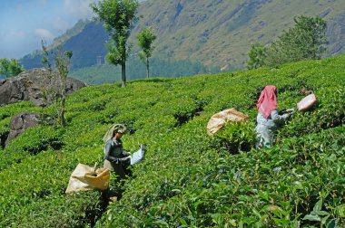 Munnar, Kerala, Hindistan 'daki bir çiftlikte çay yaprağı koleksiyonu. 3 Ocak 2020. Editör fotoğrafı                               