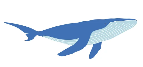 Vector Whale Flat Illustration Terisolasi Latar Belakang Putih - Stok Vektor