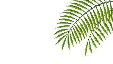 Beyaz bir arkaplanda izole edilmiş Metin Boşluğu olan Vektör Palmiye Yaprağı ResmiName. 