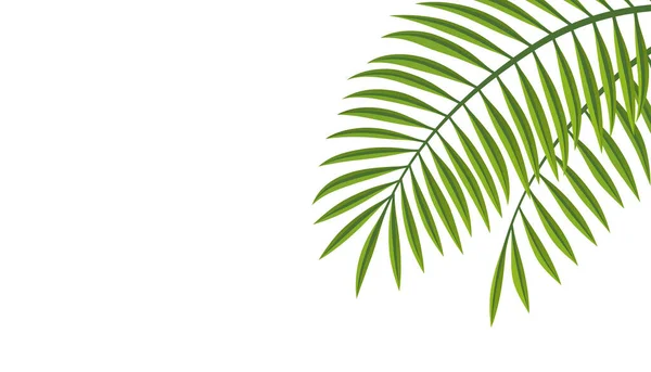 Векторні Ілюстрації Пальмового Листя Текстовим Простором Ізольовані Білому Тлі — стоковий вектор