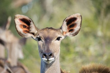 Güney Afrika 'daki bir milli parktaki görkemli bir Kudu' nun görüntüsü.
