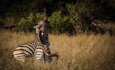 Doğal ortamında otlayan bir zebranın çarpıcı bir fotoğrafı. Doğanın harikalarına ve nesli tükenmekte olan türlerin korunması ve Afrika 'nın biyolojik çeşitliliğinin korunması konusundaki önemine tanık olun.