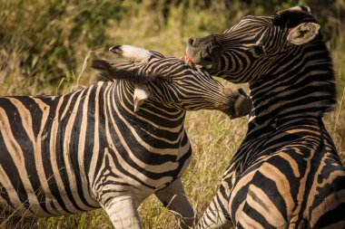 Doğal ortamında otlayan bir zebranın çarpıcı bir fotoğrafı. Doğanın harikalarına ve nesli tükenmekte olan türlerin korunması ve Afrika 'nın biyolojik çeşitliliğinin korunması konusundaki önemine tanık olun.