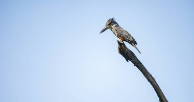 Güney Afrika 'daki bir milli parktaki ölü bir dalda dev bir Kingfisher resmi.