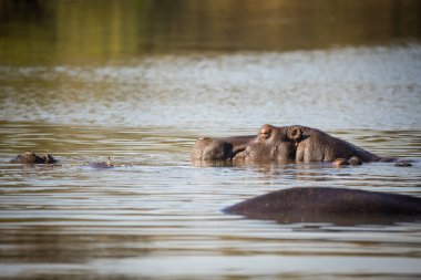 Güney Afrika 'daki bir milli parktaki göldeki bir Hippo' nun yakın görüntüsü.