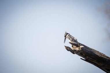 Güney Afrika 'daki bir milli parktaki bir gölün yakınındaki ölü bir daldaki Pied Kingfisher' ın görüntüsünü kapat.