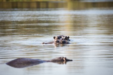 Güney Afrika 'daki bir milli parktaki göldeki bir Hippo' nun yakın görüntüsü.