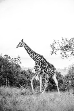 Güney Afrika 'daki bir milli parktaki bir zürafanın resmi.