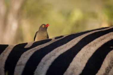 Güney Afrika 'da, bir Afrika av hayvanının sırtındaki kırmızı gagalı Oxpecker' ın yakın plan görüntüsü.