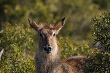 Güney Afrika 'da bir Waterbuck' ın doğa koruma alanındaki görüntüsünü kapat