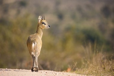 Klipspringer 'ın Güney Afrika' daki Büyük Kruger Parkı 'ndaki görüntüsünü kapat.