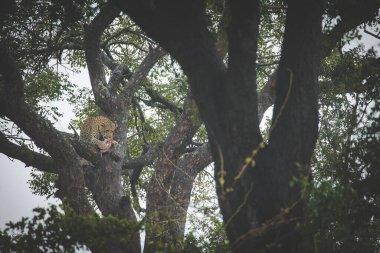 Çarpıcı bir fotoğraf ağaçta bir leoparı bir impala avıyla yakalar. Afrika 'nın vahşi yaşamına ve korunmasının nesli tükenmekte olan türleri korumak ve biyolojik çeşitliliği korumak için taşıdığı öneme tanık olun..
