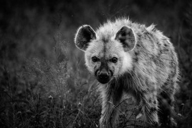 Güney Afrika 'da Mpumalanga' daki Büyük Kruger parkındaki Benekli Sırtlan resmi.