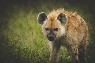 Güney Afrika 'da Mpumalanga' daki Büyük Kruger parkındaki Benekli Sırtlan resmi.