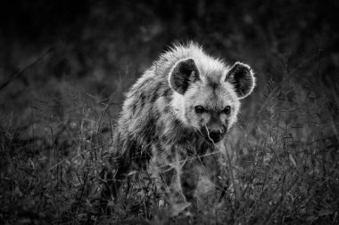 Güney Afrika 'da Mpumalanga' daki Büyük Kruger parkındaki Benekli Sırtlan resmi.