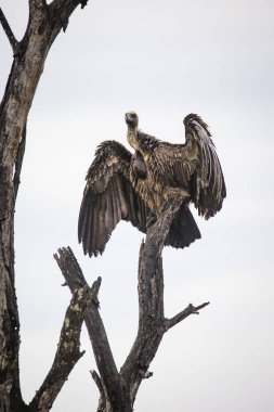 Afrikalı beyaz sırtlı bir akbaba, bir ağacın tepesine tünemiş yırtıcı bir kuş. Bu nesli tükenmekte olan türler, vahşi yaşamı koruma çabalarının bir sembolüdür..