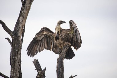 Afrikalı beyaz sırtlı bir akbaba, bir ağacın tepesine tünemiş yırtıcı bir kuş. Bu nesli tükenmekte olan türler, vahşi yaşamı koruma çabalarının bir sembolüdür..