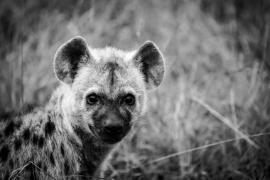 Güney Afrika 'da Mpumalanga' daki Büyük Kruger parkındaki Benekli Sırtlan resmi.