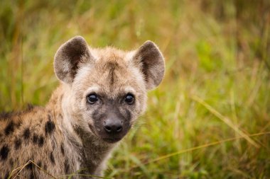 Güney Afrika 'da Mpumalanga' daki Büyük Kruger parkındaki Benekli Sırtlan resmi.