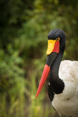 Güney Afrika 'nın en büyük Kruger parkındaki otlaklardaki eyer gagalı leyleğin yakın plan görüntüsü.