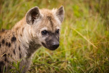 Güney Afrika 'da Mpumalanga' daki Büyük Kruger parkındaki Benekli Sırtlan resmi.