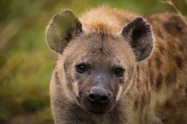 Güney Afrika 'da Mpumalanga' daki Büyük Kruger parkındaki Benekli Sırtlan resmi.