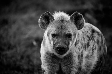 Güney Afrika 'da Mpumalanga' daki Büyük Kruger parkındaki Benekli Sırtlan resmi.