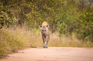 Güney Afrika 'da Mpumalanga' daki Büyük Kruger parkındaki Benekli Sırtlan resmi.