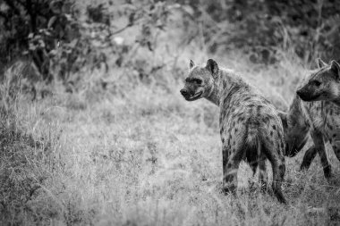 Güney Afrika 'da Mpumalanga' daki Büyük Kruger parkındaki Benekli Sırtlan resmi.