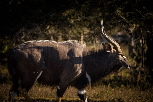 Zblízka Obraz Velkého Býka Nyala Buši Přírodní Rezervaci Jižní Africe — Stock fotografie
