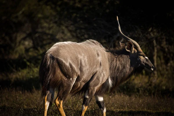 在南非一个自然保护区的灌木丛中拍摄了一头大的尼亚拉公牛的近景 — 图库照片