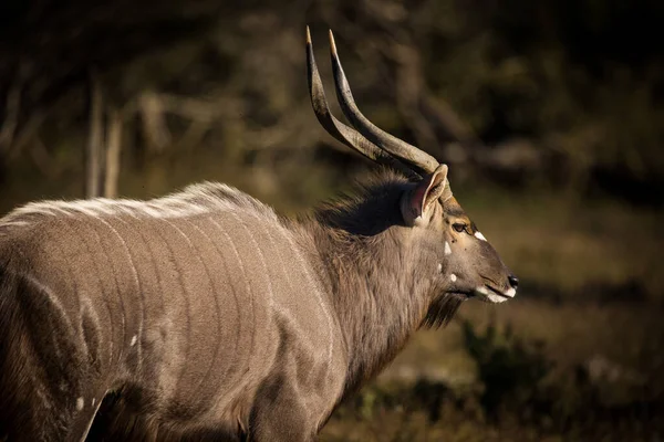 Zblízka Obraz Velkého Býka Nyala Buši Přírodní Rezervaci Jižní Africe — Stock fotografie