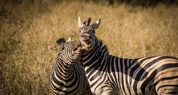 Uma Foto Deslumbrante Uma Zebra Pastando Seu Habitat Natural Testemunhe — Fotografia de Stock