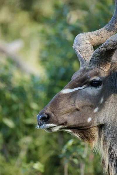 Imagen Cerca Majestuoso Kudu Parque Nacional Sudáfrica —  Fotos de Stock